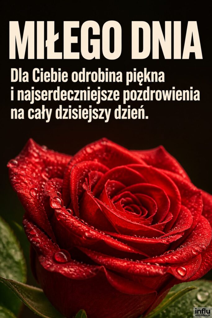 Zbliżenie czerwonej róży z rosą i napisem „MIŁEGO DNIA” u góry kadru.