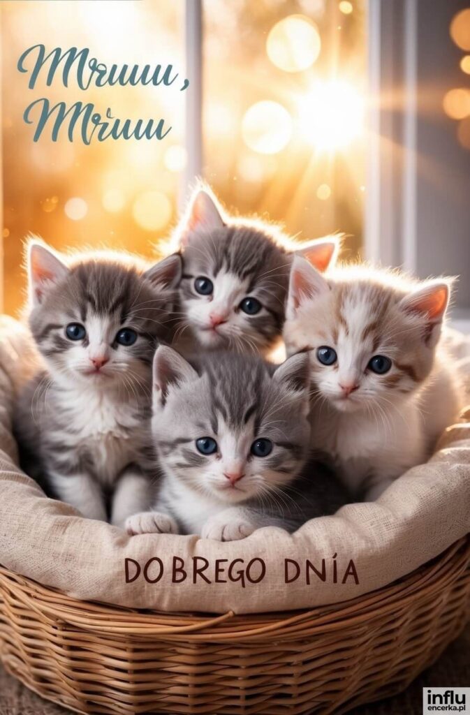 Cztery szare kotki siedzące w wiklinowym koszyku przy oknie, z napisami „Mruuu, Mruuu”