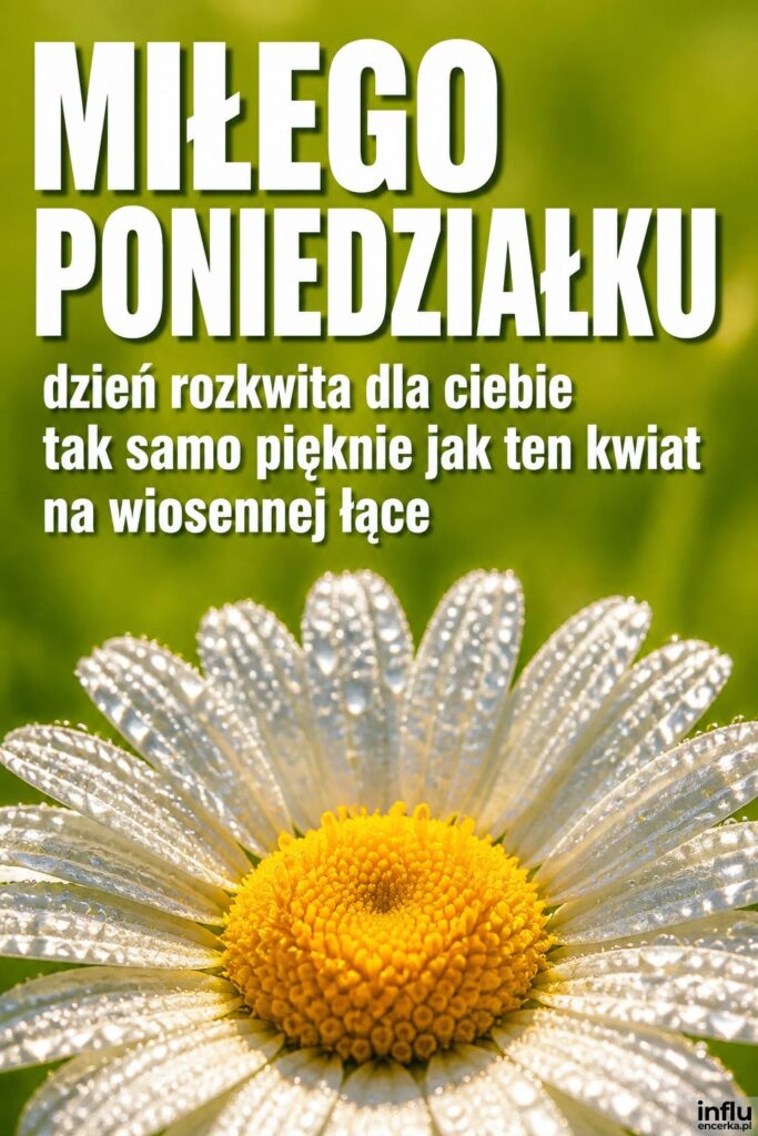 Zbliżenie na kwiat stokrotki z rosą i napis „MIŁEGO PONIEDZIAŁKU" w porannym świetle.