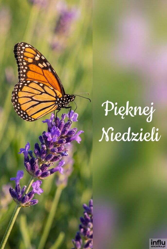 Zbliżenie motyla na kwiecie lawendy z napisem „Pięknej Niedzieli" na rozmytym tle.