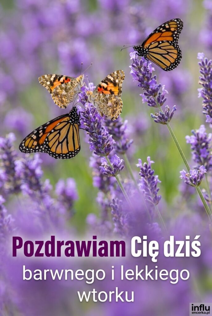 Motyle na lawendzie w słońcu z napisem Pozdrawiam Cię dziś