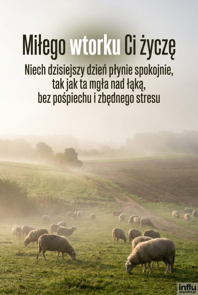 Owce na łące we mgle o poranku z napisem Miłego wtorku Ci życzę