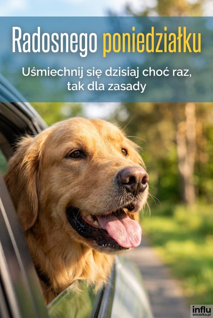 Zdjęcie psa wystawiającego głowę przez okno w słoneczny dzień z napisem Radosnego poniedziałku