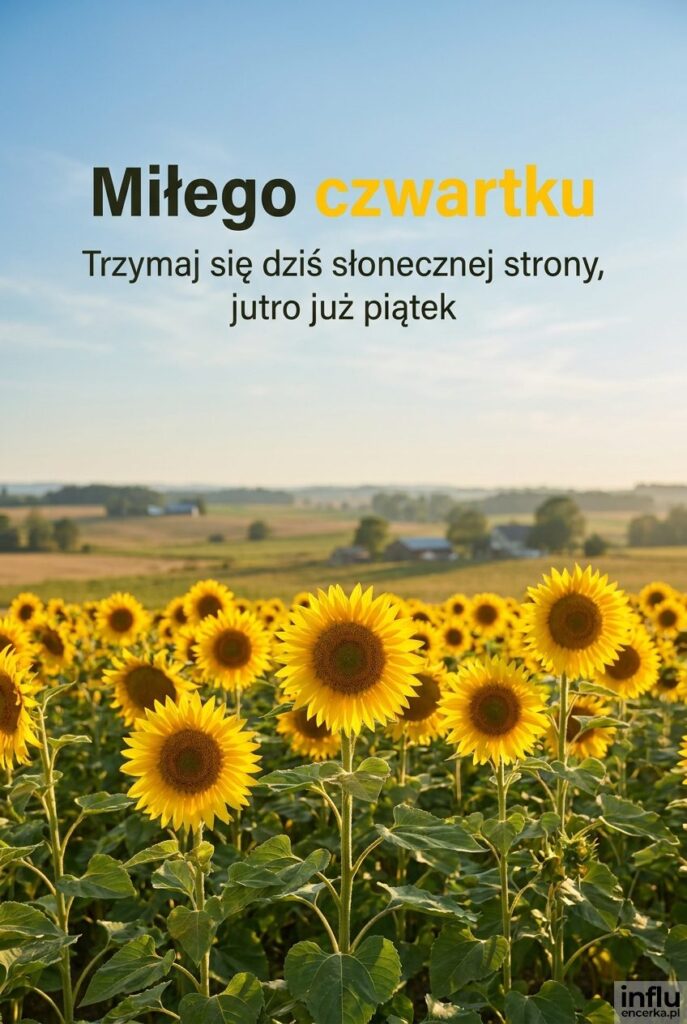Krajobraz pola słoneczników w słoneczny czwartek z napisem Miłego czwartku