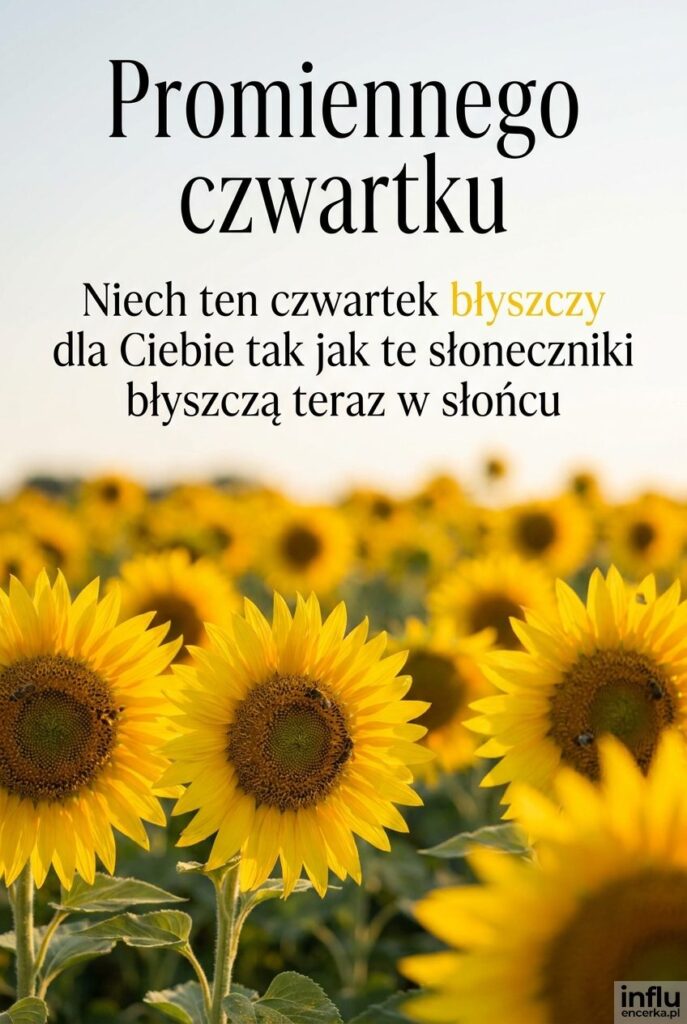 Pole słoneczników w słońcu z napisem Promiennego czwartku