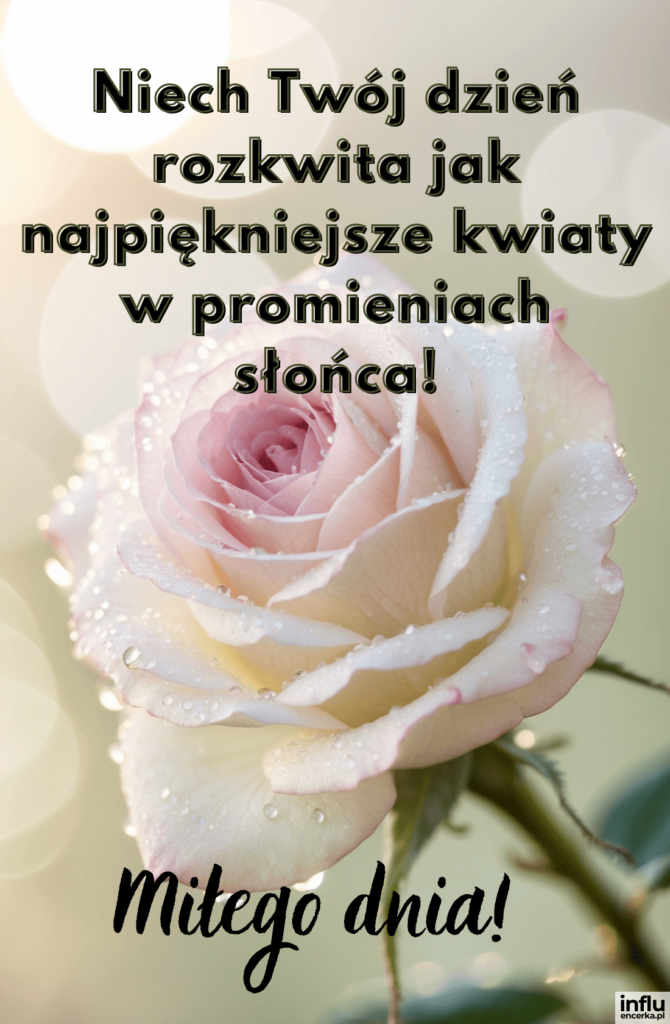 Kremowo-różowa róża pokryta kropelkami rosy z napisem „Niech Twój dzień rozkwita jak najpiękniejsze kwiaty w promieniach słońca!”
