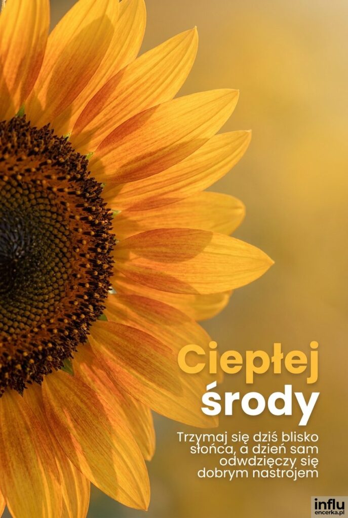 Kwiat słonecznika w pełnym słońcu z napisem Ciepłej środy