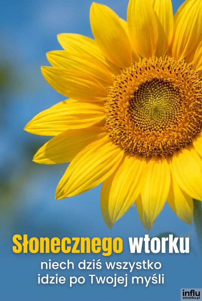 Słonecznik w pełnym słońcu z błękitnym niebem w tle, napis Słonecznego wtorku