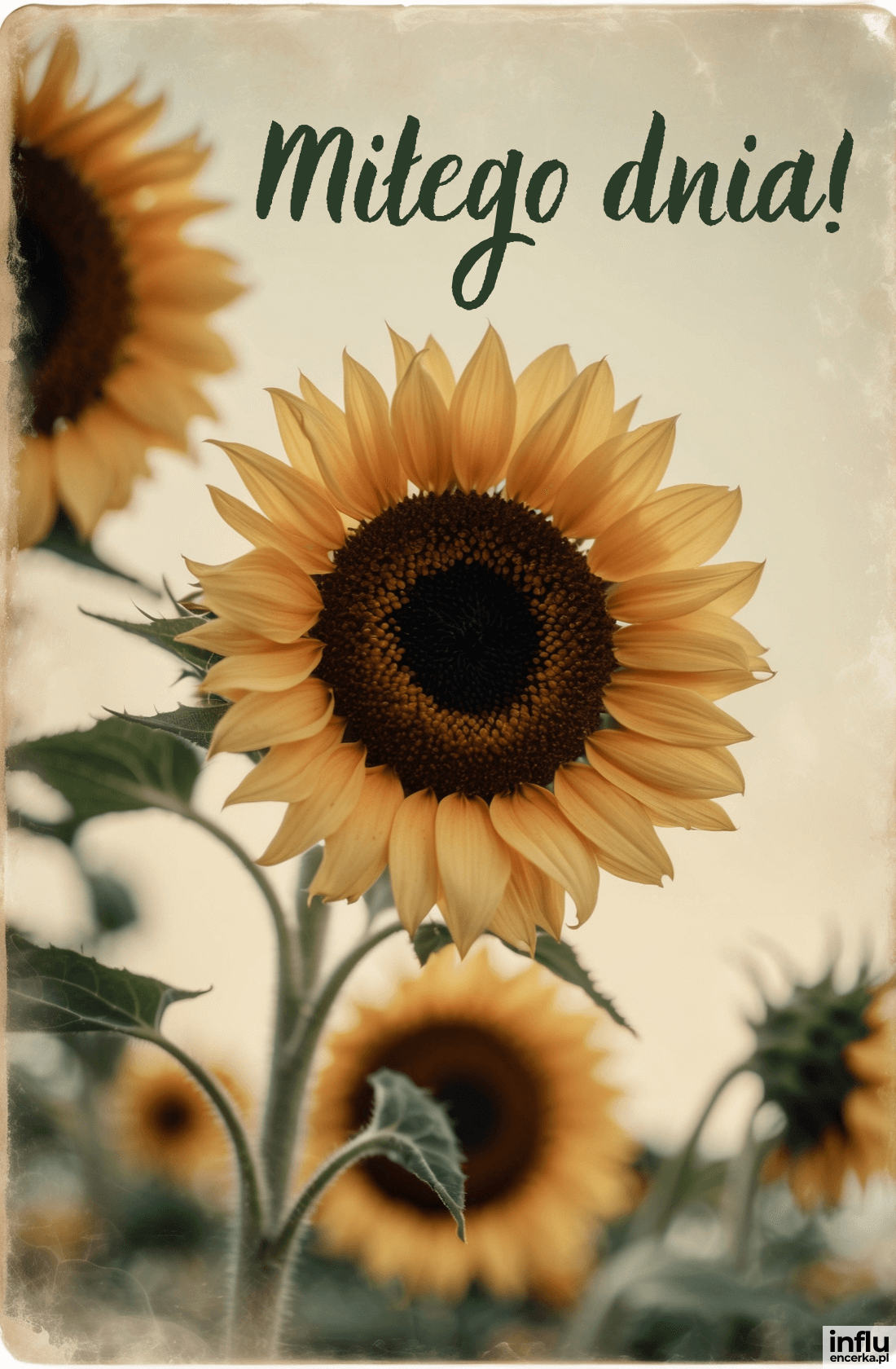 Słoneczniki, napis miłego dnia