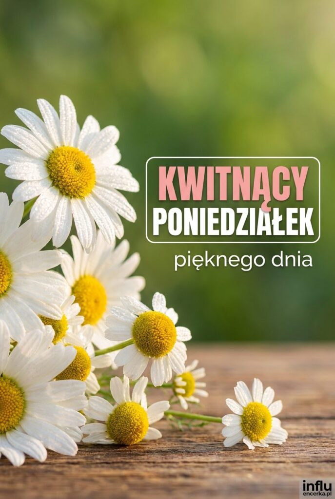 Świeże stokrotki z kroplami rosy na drewnianym stole i napis „Kwitnący poniedziałek".