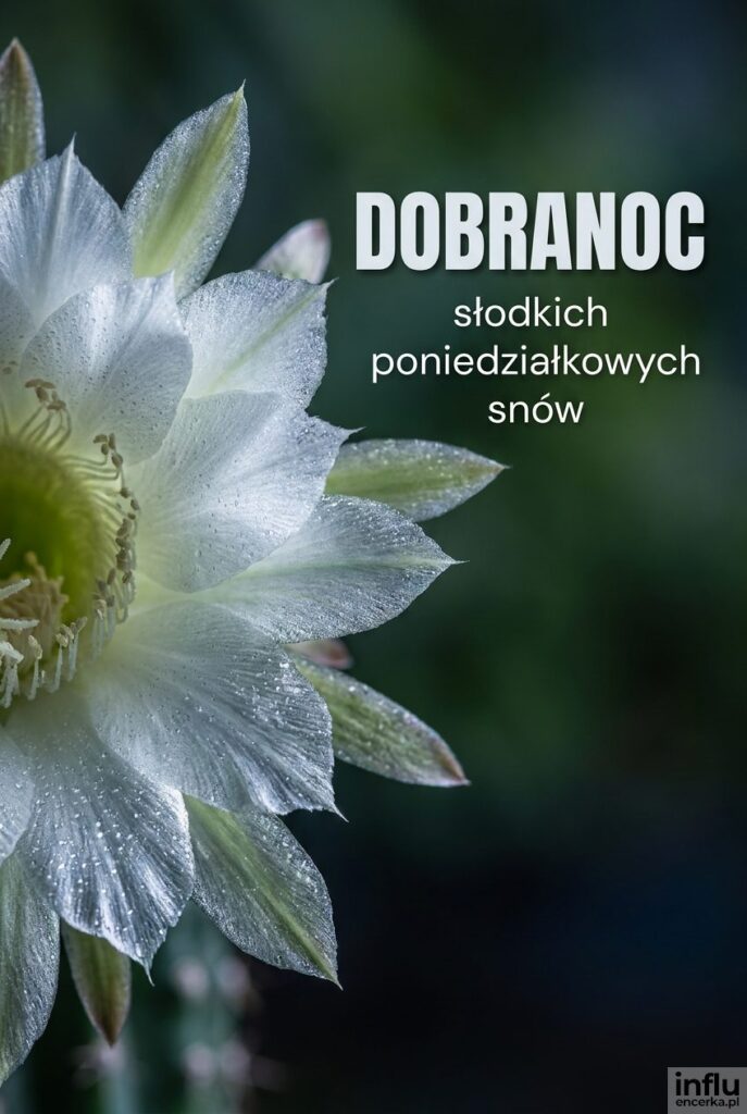 Rozkwitający nocą kwiat w chłodnym świetle księżyca opatrzony napisem „Dobranoc”.