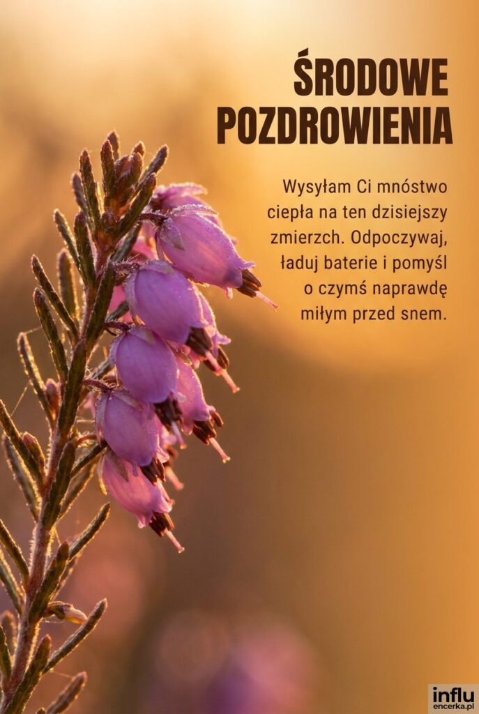 Bliski kadr na kwiat wrzosu w złotym świetle słońca z tekstem "Środowe pozdrowienia" oraz ciepłymi życzeniami.