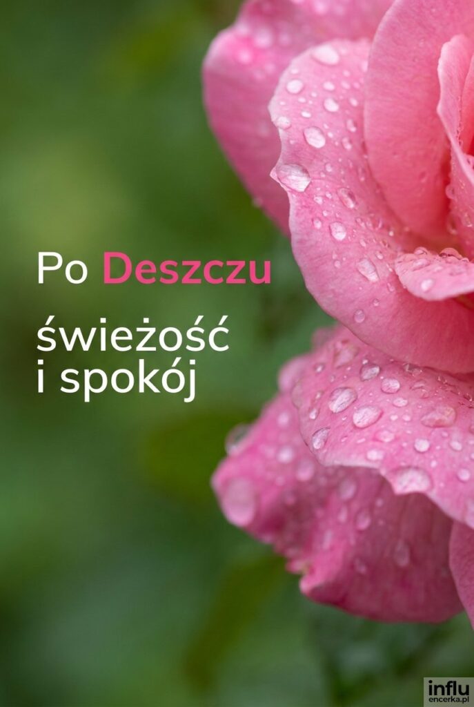 Mokre płatki różowego kwiatu z kroplami deszczu i napisem „Po Deszczu" na rozmytym zielonym tle.