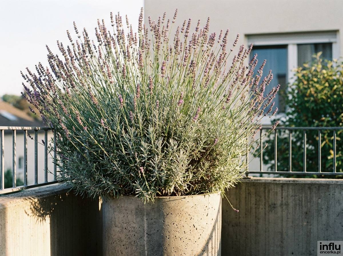 Wysoka lawenda odmiany Hidcote Giant w narożnej donicy na balkonie