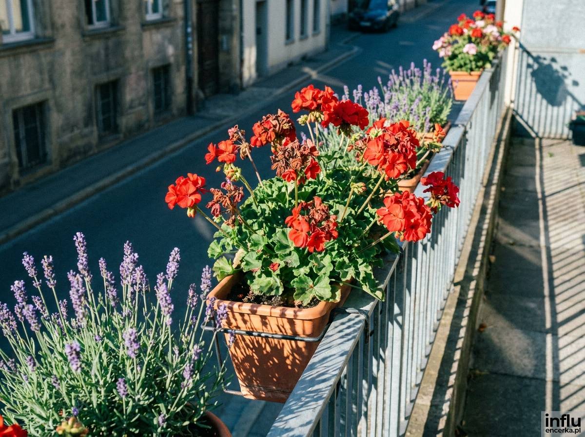 Kontrastowy duet czerwonej pelargonii i fioletowej lawendy na balkonie