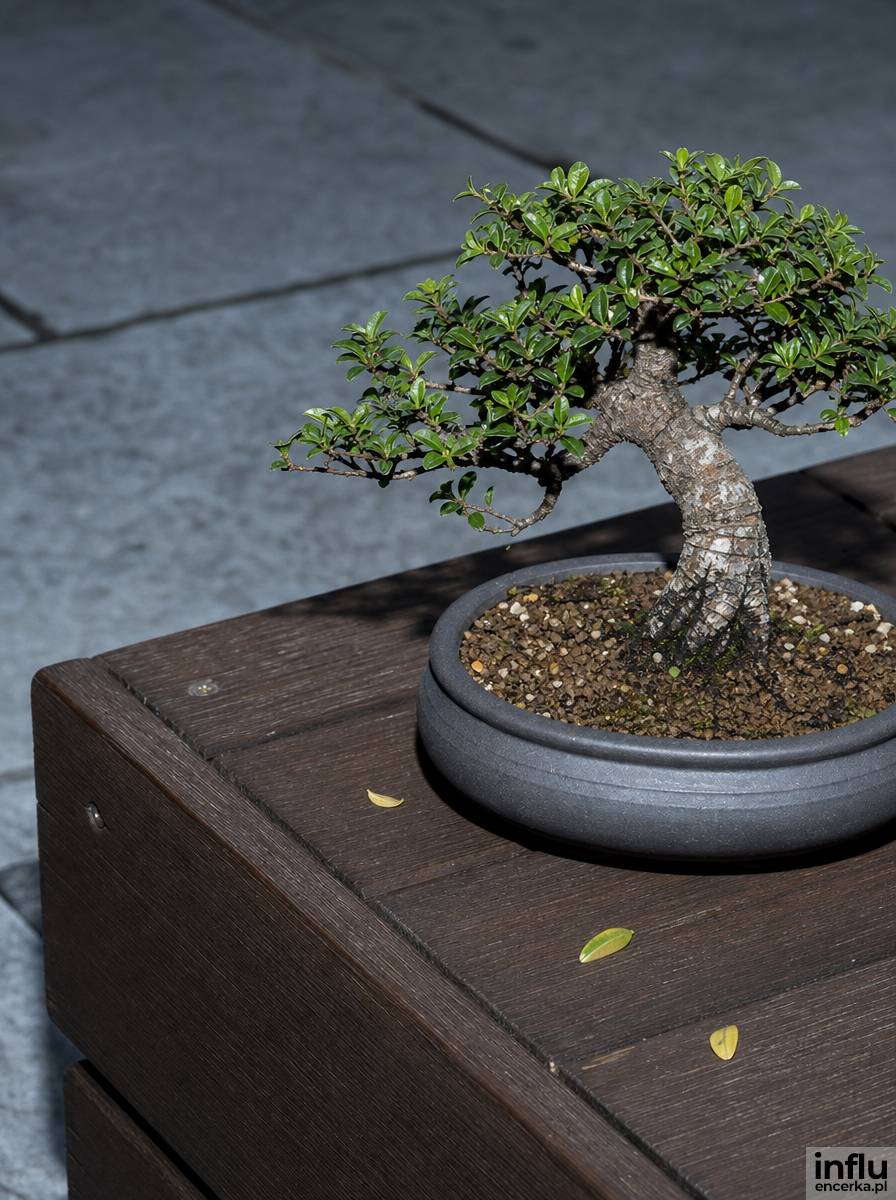Formowane drzewko bonsai w ceramicznej donicy na tarasie w stylu japandi